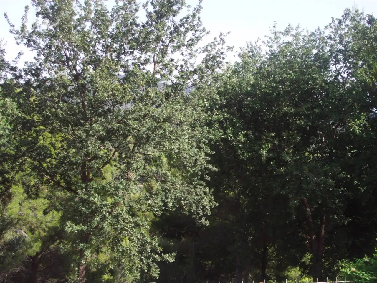 Rural land for sale in Calle Pins