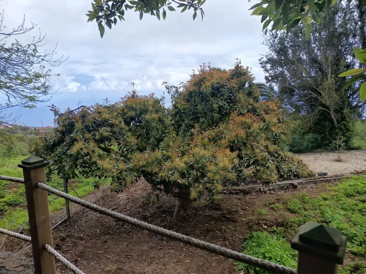 Garden of Land for sale in Icod de los Vinos