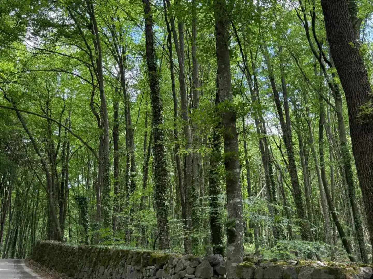Vista exterior de Pis en venda en Santa Pau amb Jardí privat i Traster