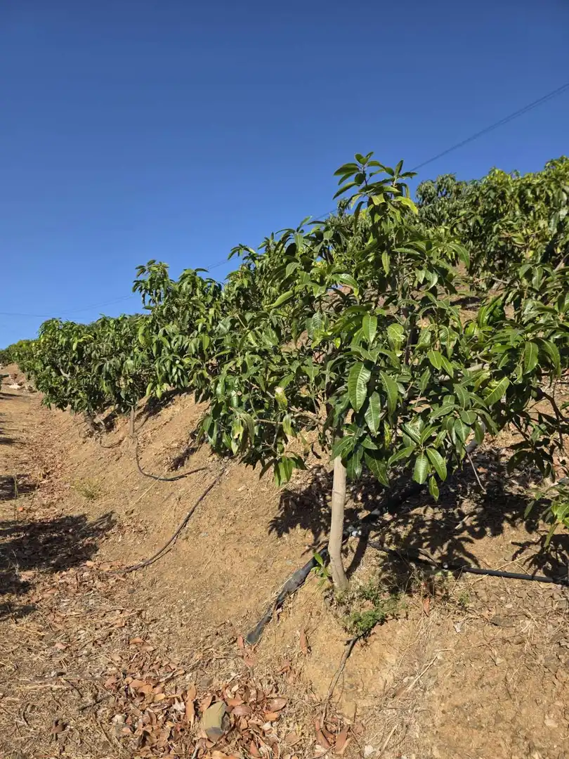 Finca rústica en venta en Benamocarra con Terraza y Piscina