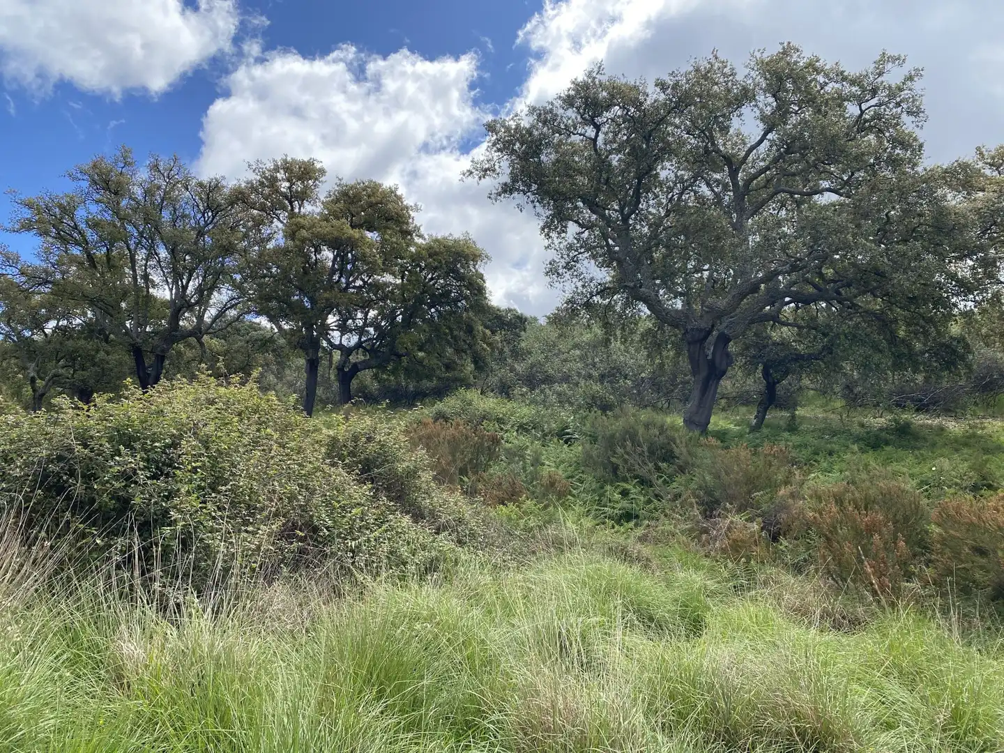 Terreno en venta en Deleitosa