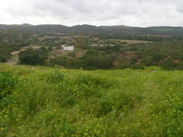 Terreno rustico in vendita a Carretera del Pago del Humo 1