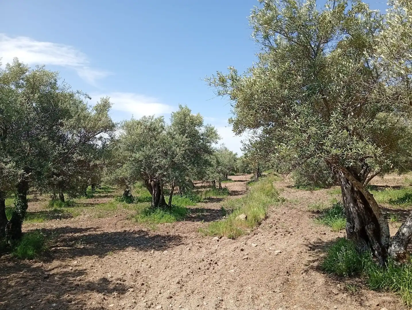 Terreni e lotti in vendita a Villanueva de la Vera, imagen 53
