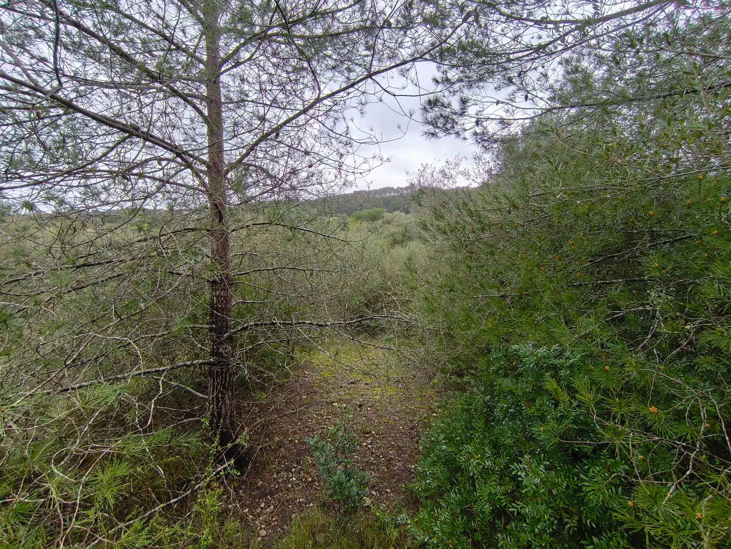 Terrain rustique à vendre à Sant Joan