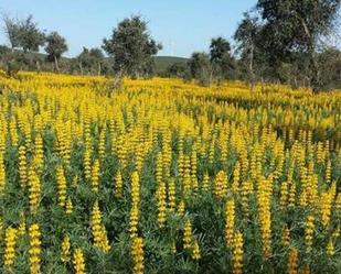 Garden of Land for sale in Puebla de Guzmán