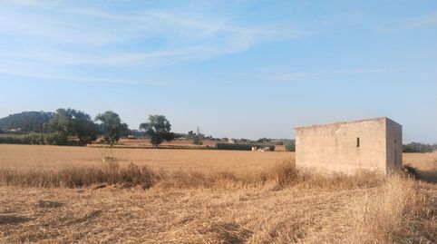 Foto 2 de Terreno en venta en Sineu, Illes Balears