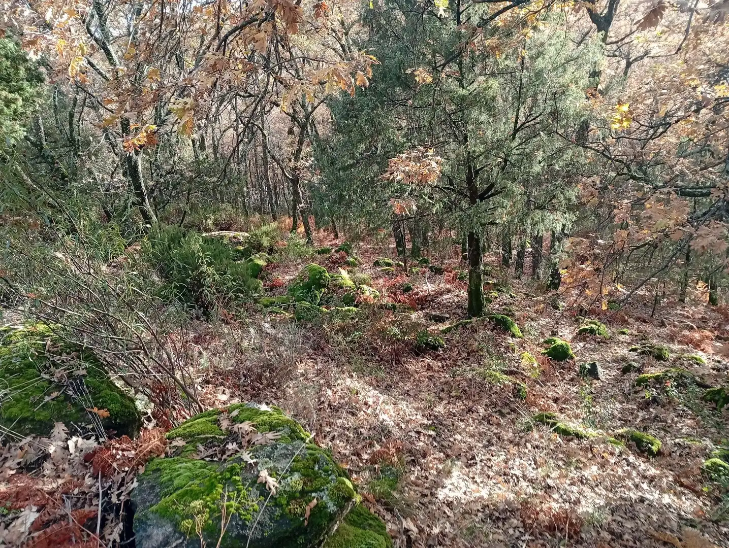 Terreni e lotti in vendita a Villanueva de la Vera, imagen 19