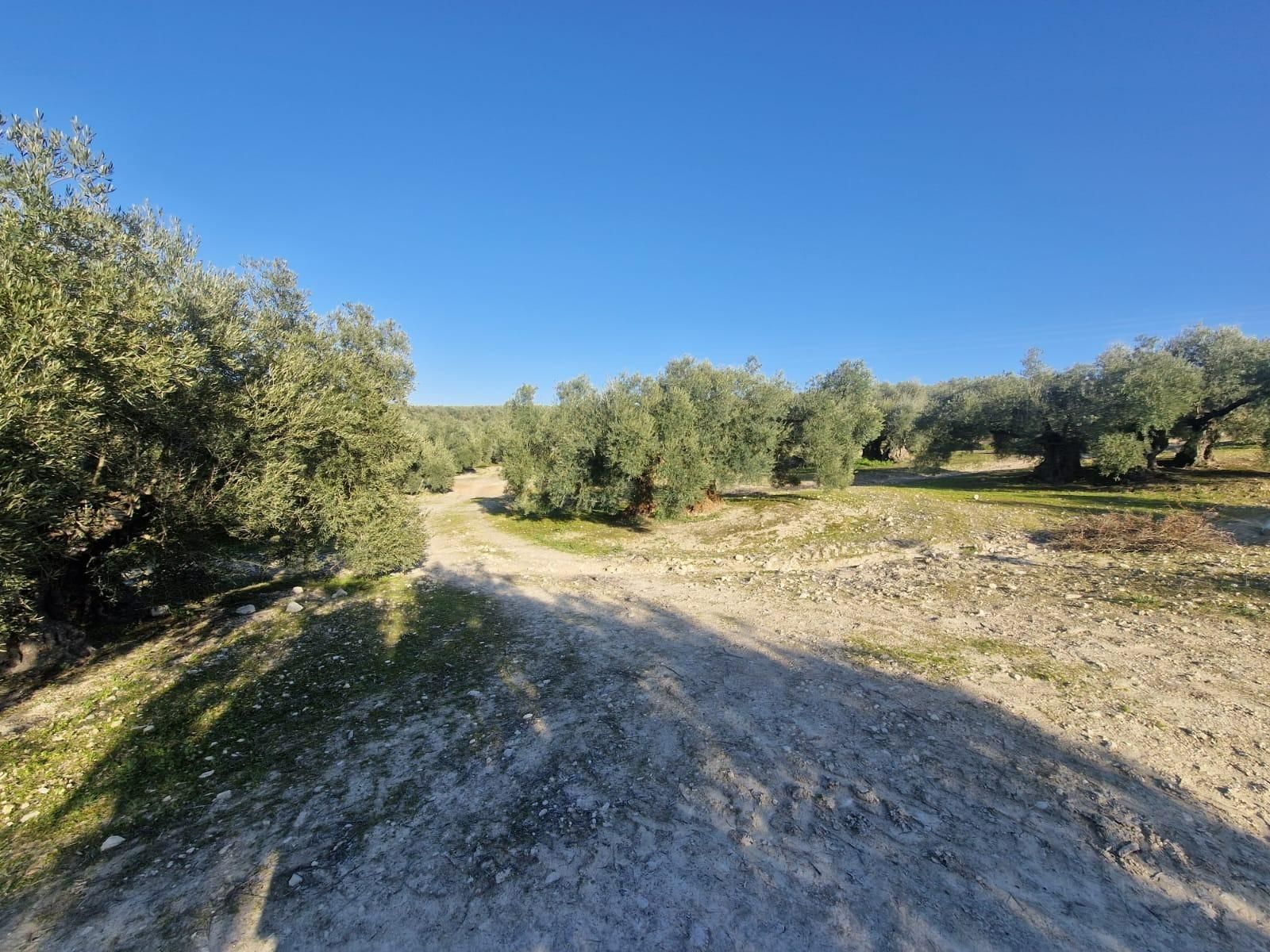 Terreno en venta en Montilla