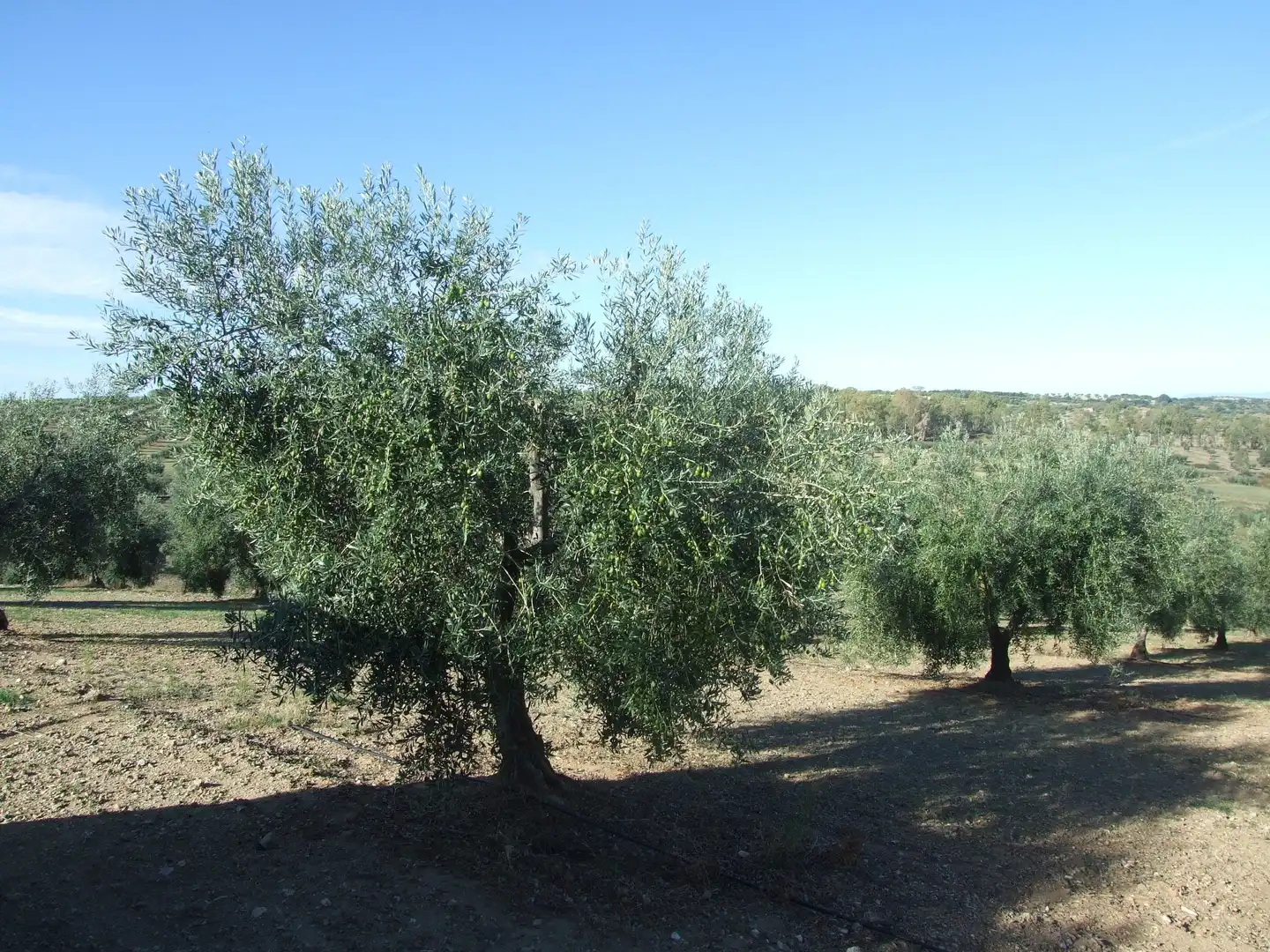 Jardín de Terreno en venta en Calzadilla de los Barros