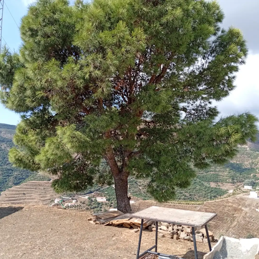 Garden of Country homes for sale in Almuñécar  with Private garden, Terrace and Storage room