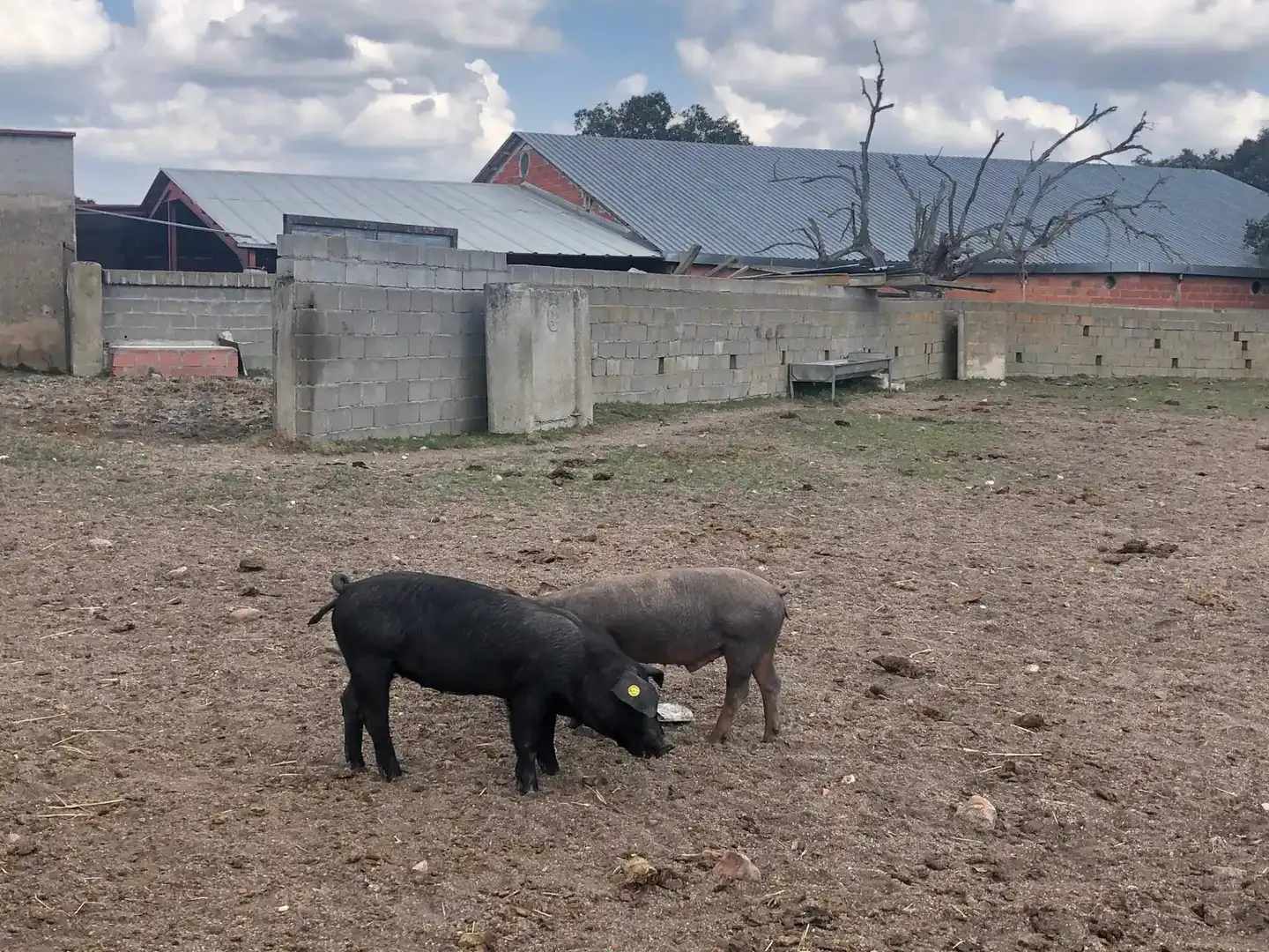 Vista exterior de Terreno en venta en Fuentes de Oñoro