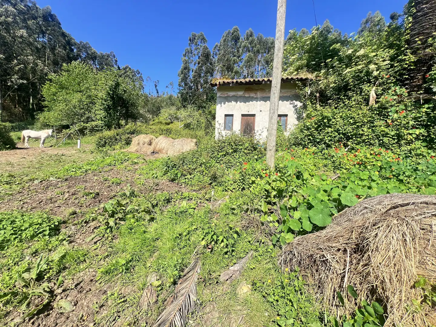 Detached homes for sale in Castrillón