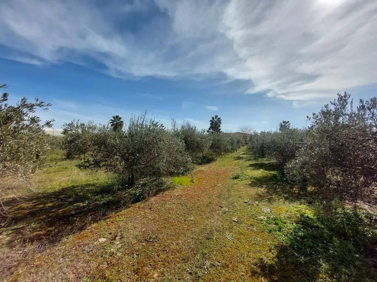 Terrain rustique à vendre à Don Benito