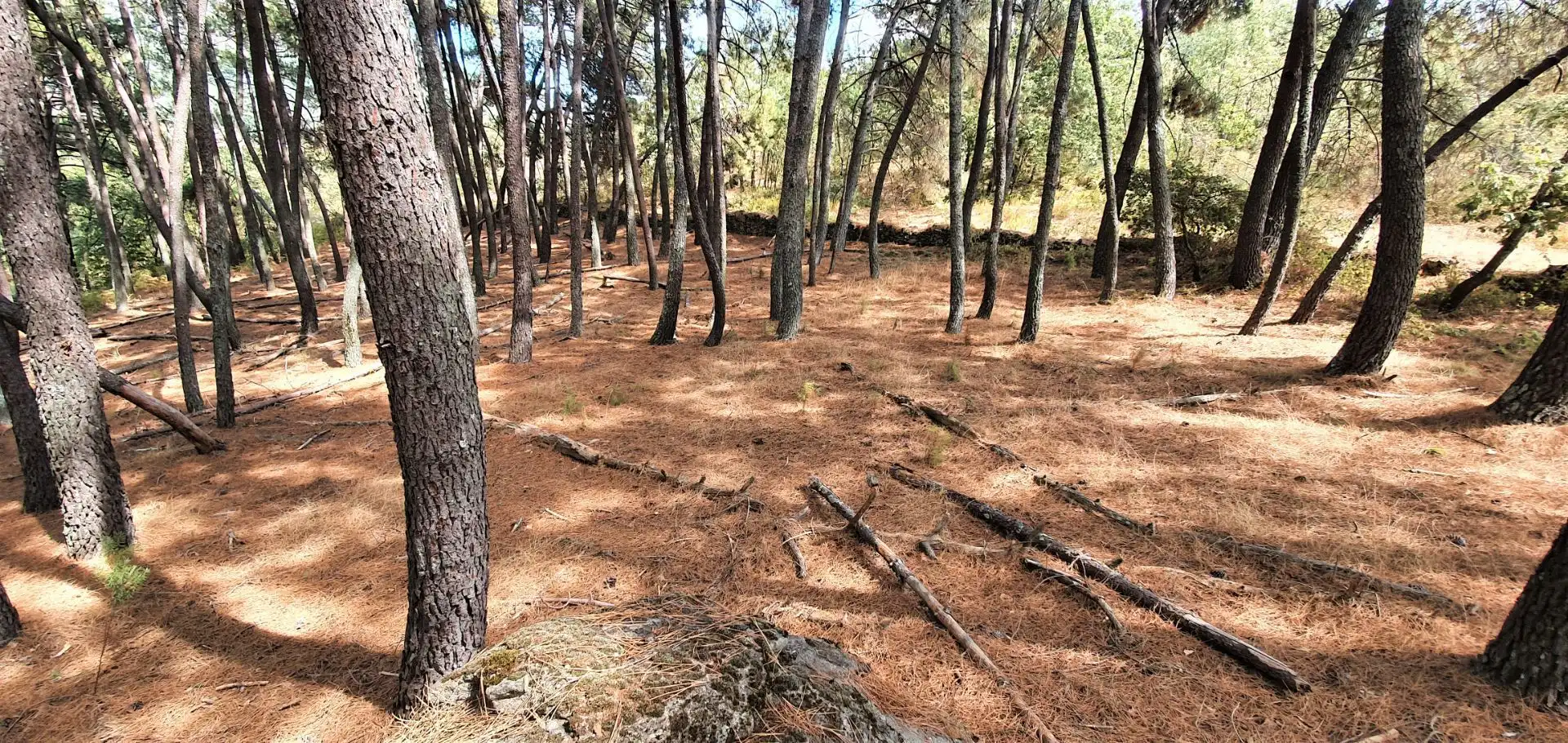 Terreni e lotti in vendita a Jarandilla de la Vera, imagen 16