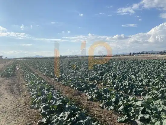 Terrain rustique à vendre à Huércal-Overa, imagen 6