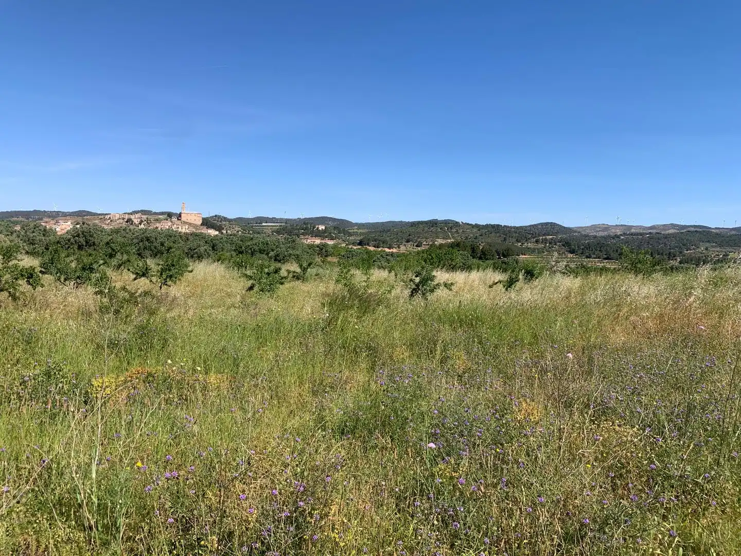 Terreno rustico in vendita a Corbera d'Ebre, imagen 11