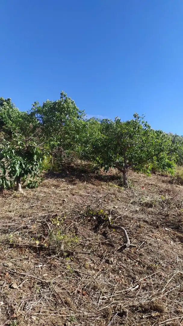 Rural land for sale in Frigiliana, imagen 8