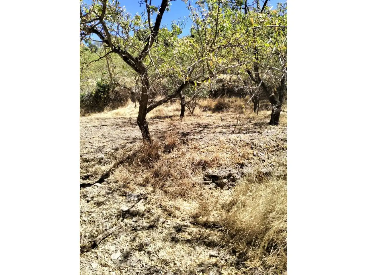 Terreny rústic en venda a Paterna del Río, imagen 7