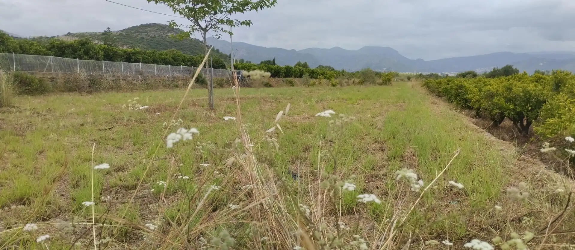 Rural land for sale in Pego, imagen 3