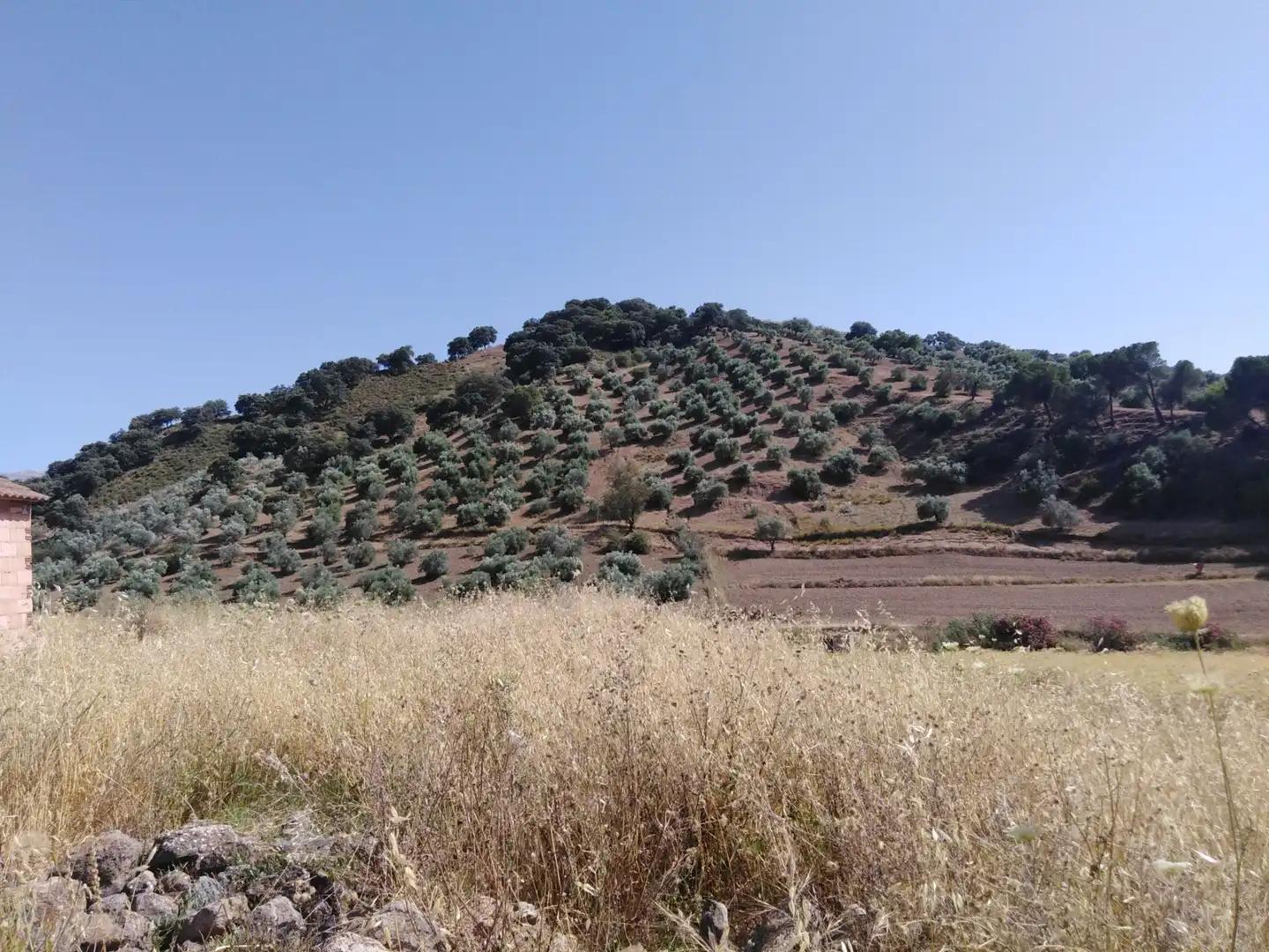 Finca rústica en venda en Ronda