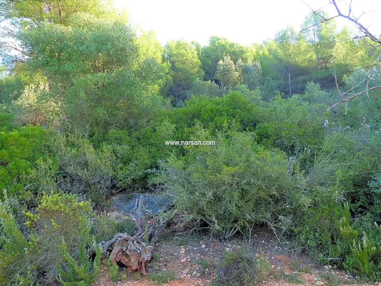 Terrain rustique à vendre à La Pobla de Tornesa, imagen 3