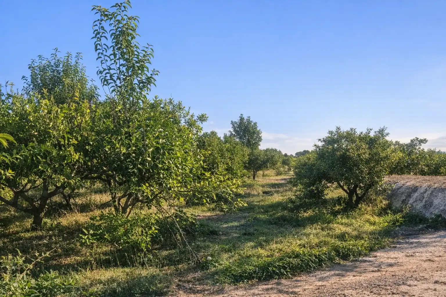 Terreni e lotti in vendita a Oeste, imagen 7