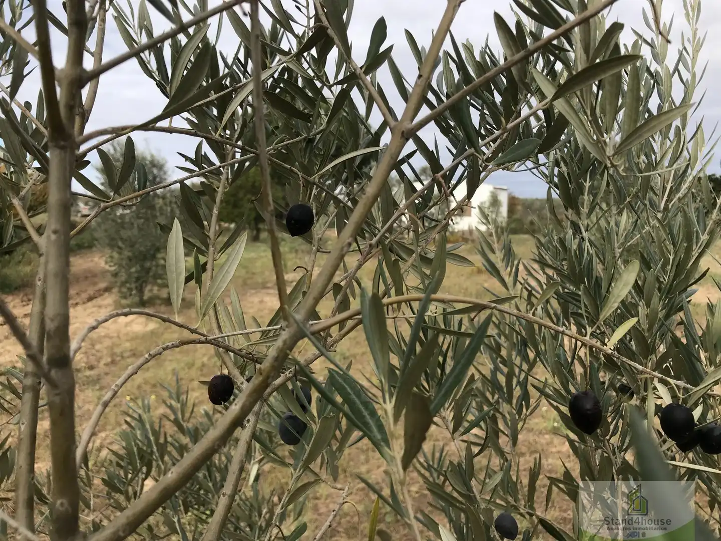 Jardín de Finca rústica en venta en Bollullos Par del Condado con Alarma