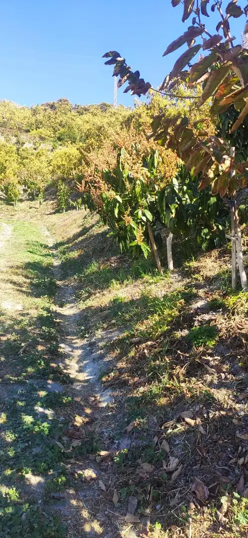 Terreno rústico en venta en Motril  ciudad, imagen 8