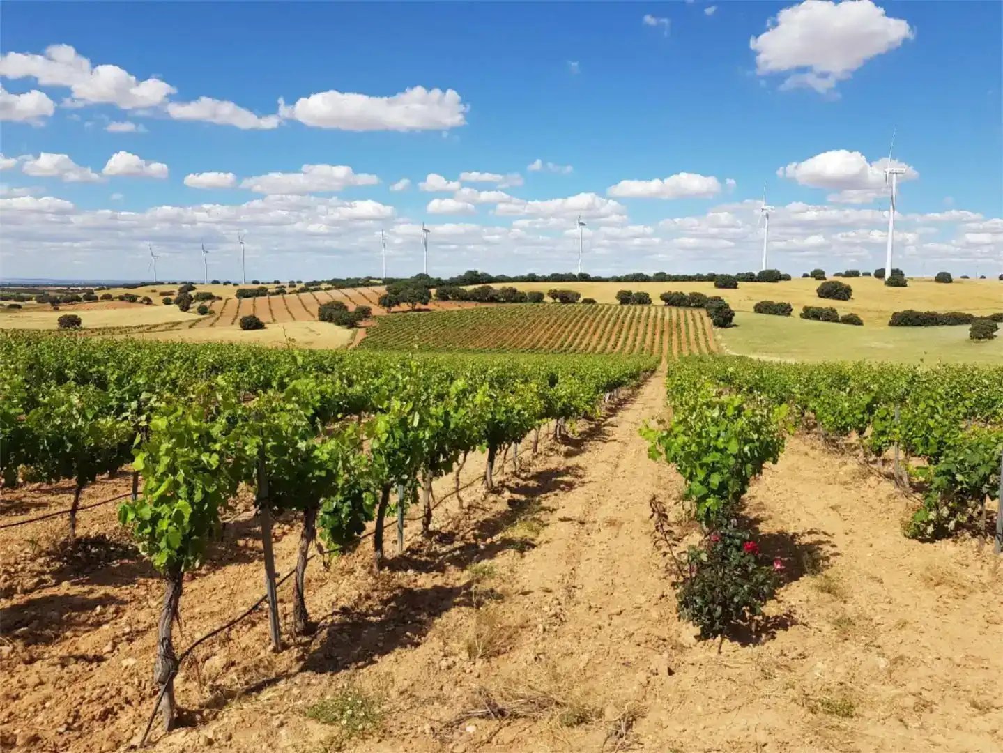 Exterior view of Land for sale in Munera