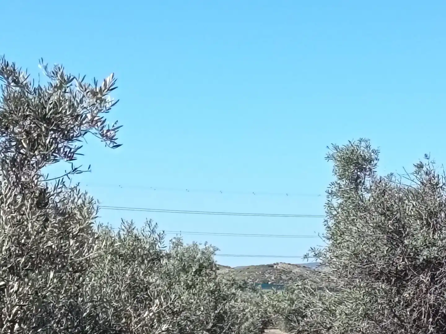 Rustikales Grundstück zum Verkauf in Monforte del Cid, imagen 4