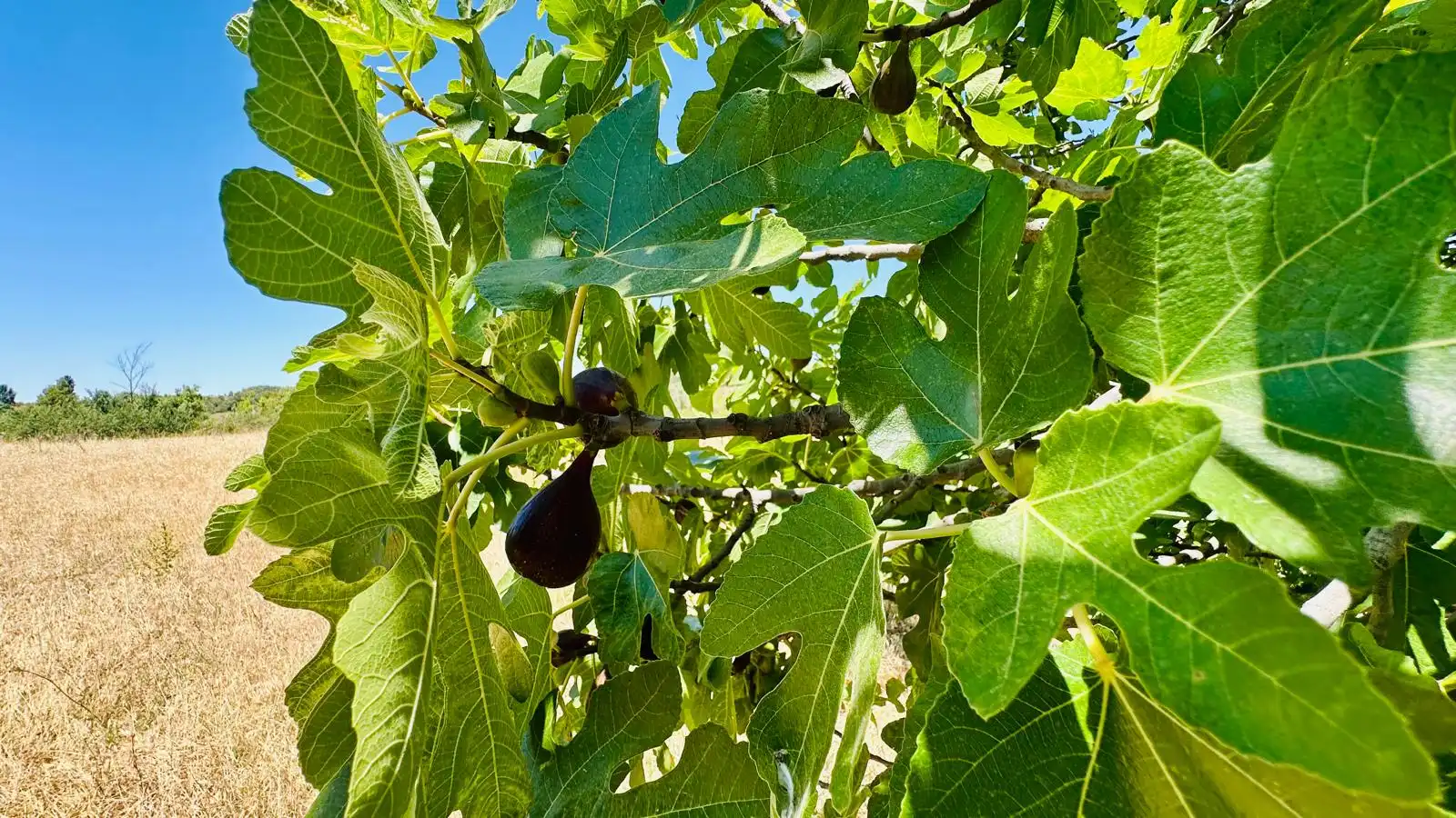 Terreni e lotti in vendita a Cretas, imagen 14