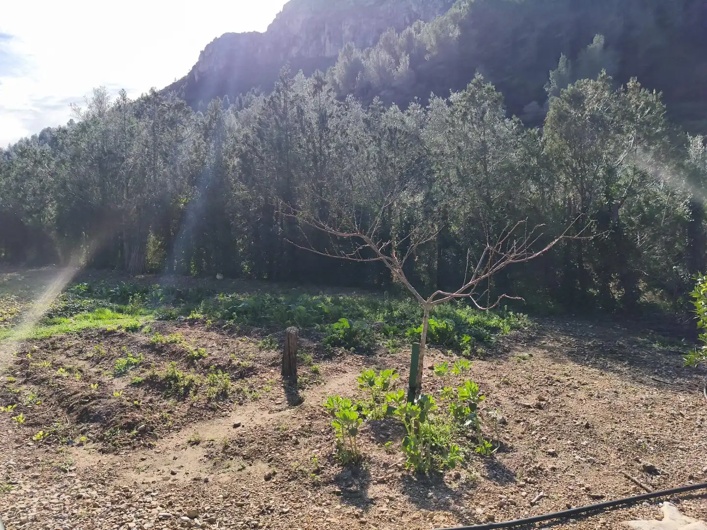 Casa con jardín en venta en Alfara de Carles, imagen 34