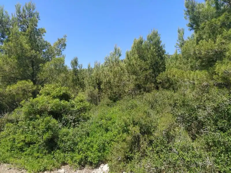 Residential land for sale in EL PINAR, imagen 9