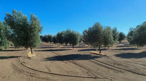 Foto 3 de Finca rústica en venda a Cretas, Teruel