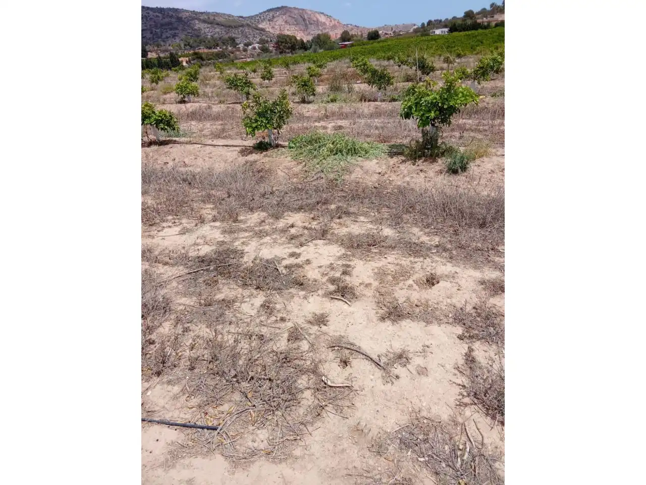 Terreno rustico in vendita a Calle XARCOS SECS, imagen 12