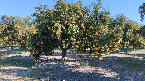 Finca Rústica cercana al pueblo, immagine 3
