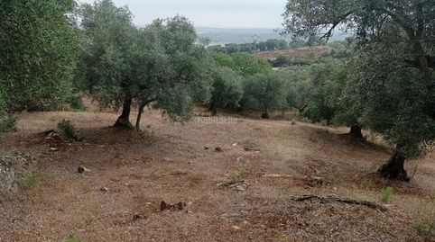 Finca olivar
