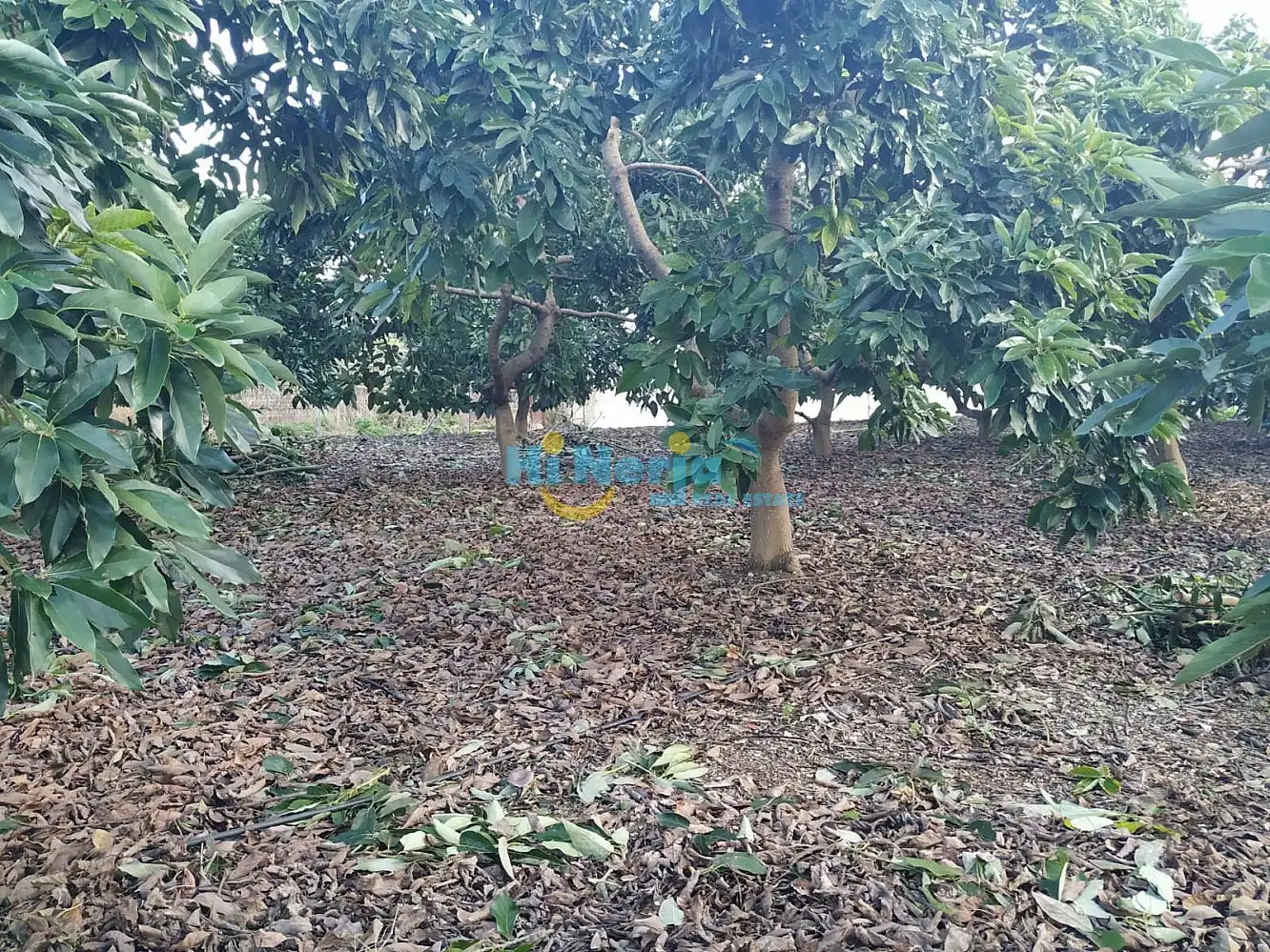 Terreni e lotti in vendita a Centro, imagen 4