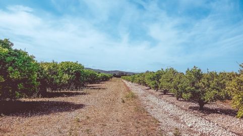 FINCA RUSTICA DE MADARINOS EN VENTA EN SANTA BARBARA TARRAGONA, immagine 2