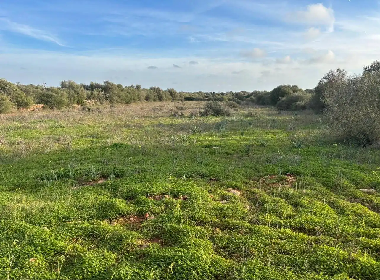 Terreny residencial en venda a Ses Salines Poble, imagen 4