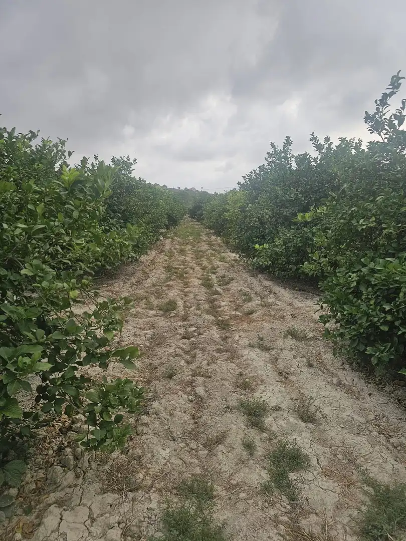 Terrain rustique à vendre à Ciudad Quesada