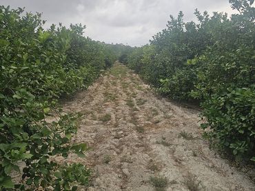 Terreny rústic en venda a Ciudad Quesada