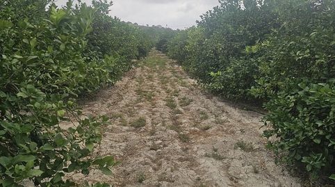 Parcela de 10 000m2 en Ciudad Quesada