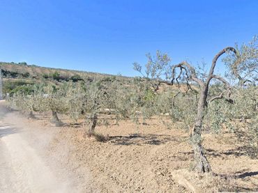 Terreno rustico in vendita a Albaida del Aljarafe