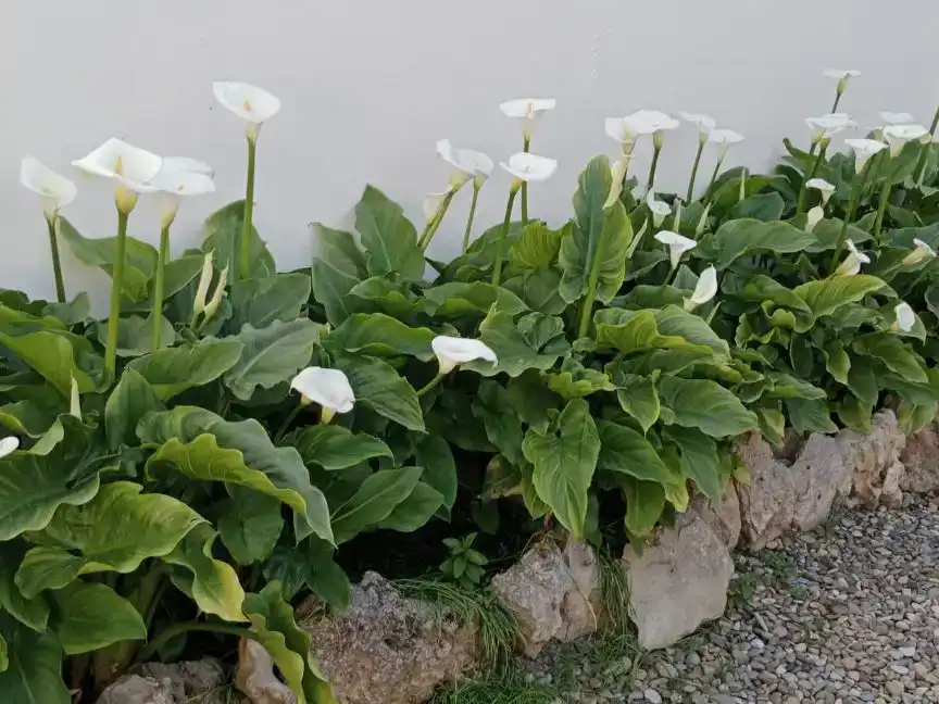 Jardí de Pis en venda en Cintruénigo