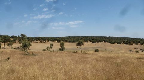 Dehesa de encinas en Trujillo