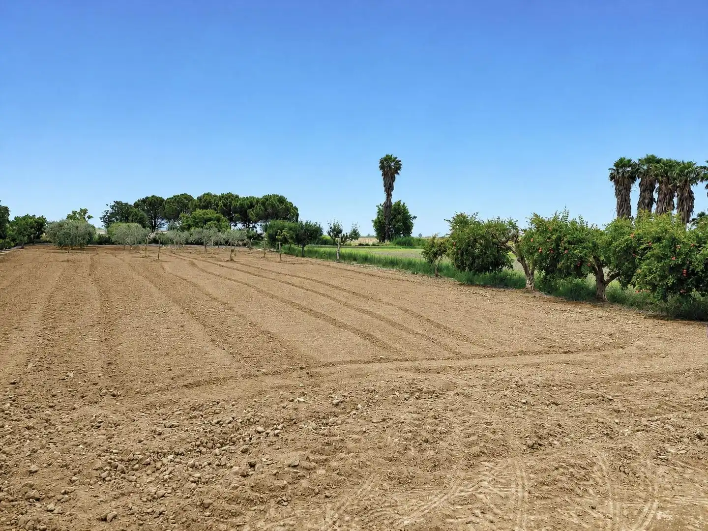 Finca rústica en venta en Amposta