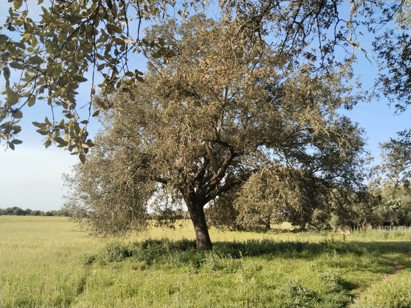 Rural land for sale in Felanitx Poble, imagen 8