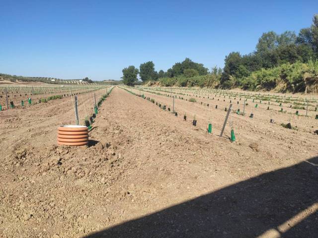 Terreno en Venta en TERMINO DE CABRA  en Cabra