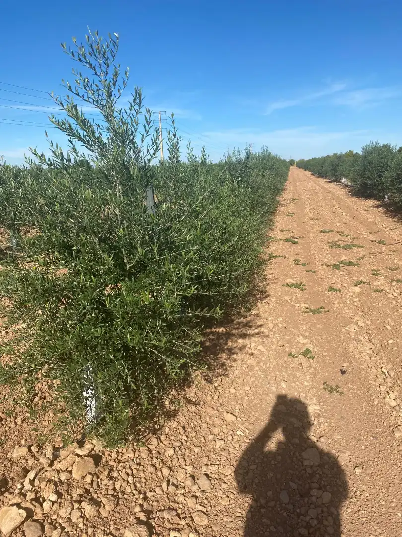 Terreno rustico in vendita a Calle García Pavón, imagen 31